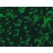 Bovine Oral Fibroblasts (BOF) - Immunostaining for FN, 200X