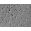C57BL/6 小鼠小脑星形胶质细胞（MA-c）— 浮雕相差显微镜图像，400 倍放大
