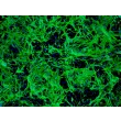 小鼠小脑星形胶质细胞（MA-c）— GFAP 免疫染色图像，100 倍放大
