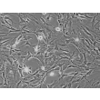 小鼠小脑星形胶质细胞（MA-c）— 相差显微镜图像，200 倍放大
