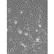 CD1 小鼠中脑星形胶质细胞（MA-mb）— 相差显微镜图像，200 倍放大