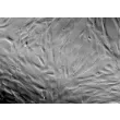 Dog Mesenchymal Stem Cells-adipose (DMSC-ad) - Relief contrast, 200x.
