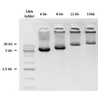 Products (6-15 kb) amplified using EmeraldNStart HiFi Marathon PCR Master Mix
