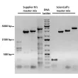 EmeraldNStart HiFi Marathon PCR Master Mix exhibits improved sensitivity and specificity when compared with competitive HotStart master mix from Supplier N using complex DNA template. All reactions were performed using the manufacturer recommended protoco