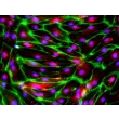 HiPSC-Derived Endothelial Cells (HiPSC-EC) -
Immunostaining for CD31 and vWF, 200x
