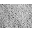 Human Annulus Fibrosus Cells (HAFC) - Relief contrast, 200x
