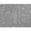Human Astrocytes-spinal cord (HA-sp) - Phase contrast, 100x.
