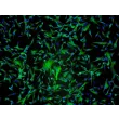 Human Astrocytes-spinal cord (HA-sp) - Immunostaining for GFAP, 100x.
