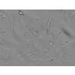 Human Cardiac Fibroblasts (HCF) - Relief contrast, 400x.