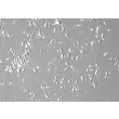 Human Cerebellar Granule Cells (HCGC) - Phase contrast, 200x.
