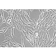 Human Colonic Smooth Muscle Cells (HCoSMC) - Phase contrast, 200x.
