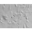 Human Conjunctival Fibroblasts (HConF) - Relief contrast, 400x.

