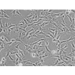 Human Conjunctival Fibroblasts (HConF) - Phase contrast, 200x.
