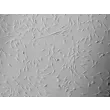 Human_Dermal Fibroblasts-adult (HDF-a) - Relief contrast, 100x.
