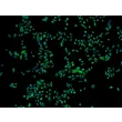 Human Epidermal Keratinocytes-fetal (HEK-f) - Immunostaining for CK-18, 100x.
