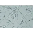 Human Epidermal Melanocyte-adult (HEM-a) - Relief contrast, 400x.
