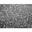 Human Epidermal Melanocytes-light (HEM-l) - Phase contrast, 100x.
