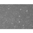 Human Esophageal Endothelial Cells (HEEC) – Phase Contrast, 100x.
