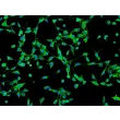 Human Gallbladder Fibroblasts (HGBF) - Immunostaining for Fibronectin, 200x.
