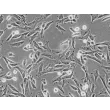 Human Hair Inner Root Sheath Cells (HHIRSC) - Phase contrast, 200x.
