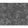 Human induced Pluripotent Stem Cell-derived Astrocytes, Phase Contrast 100X