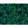 Revived HiPSC-Derived Neural Crest Cells (HiPSC-NCC) -
Immunostaining for SOX10, 100x
