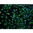 Human Intrahepatic Biliary Epithelial Cells (HIBEpiC)-Immunostaining for CK-18 (Sigma -Aldrich, Cat. #C1399), 200x.
