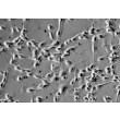 Human Oligodendrocyte Precursor Cells (HOPC) - Relief contrast, 400x.
