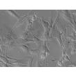 Human Pancreatic Stellate Cells (HPaSteC) - Relief contrast, 400x.
