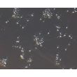 Human Pluripotent Stem Cell derived-Glutamatergic Neurons Relief Contrast 200X
