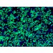 Revived hPSC-Derived Neural Crest Cells (hPSC-NCC) -
Immunostaining for SOX10, 200x
