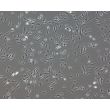 Human Pluripotent Stem Cell derived-Pericytes, Phase Contrast 100X