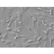 Human Rectal Smooth Muscle Cells (HRSMC) - Relief contrast, 400x.

