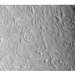 Human Renal Coritcal Epithelial Cells (HRCEpiC) - Relief contrast, 200x.
