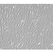 Human Renal Epithelial Cells (HREpiC) - Relief contrast, 200x.
