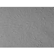 Human Renal Mesangial Cells (HRMC) - Relief contrast, 200x.