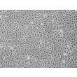 Human Renal Proximal Tubular Epithelial Cells (HRPTEpiC) - Phase contrast, 100x.
