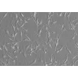 Human Schwann Cells (HSC) - Relief contrast, 200x.
