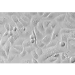 Human Urothelial Cells (HUC) - Relief contrast, 400x.
