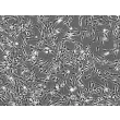Mouse Astrocytes from CD1 (MA) - Phase contrast, 100x.
