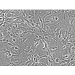 Mouse Astrocytes-hippocampal (MA-h) - Phase contrast, 200x.
