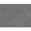 Mouse Cardiac Myocytes (MCF) - Phase contrast, 100x.