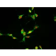 Mouse Dermal Fibroblasts (MDF) – Immunostaining for Fibronectin, 400x.
