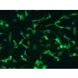 Mouse Dermal Fibroblasts (MDF)- Immunostaining for FN, 200x