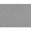Mouse Hepatic Macrophages (MHMa)-Relief Contrast, 200x
