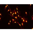 Mouse Hepatic Macrophages (MHMa)-Immunostaining for F4/80, 400x
