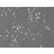 Mouse Hepatic Macrophages (MHMa) – Relief contrast, 200x

