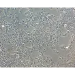 Mouse Lens Epithelial Cells (MLEpiC) - Phase Contrast, 100x