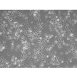 Mouse Macrophages-bone marrow (MMa-bm) - Phase contrast, 100x.