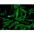 Mouse Microglia (MM) – Immunostaining for F4/80, 200x.
